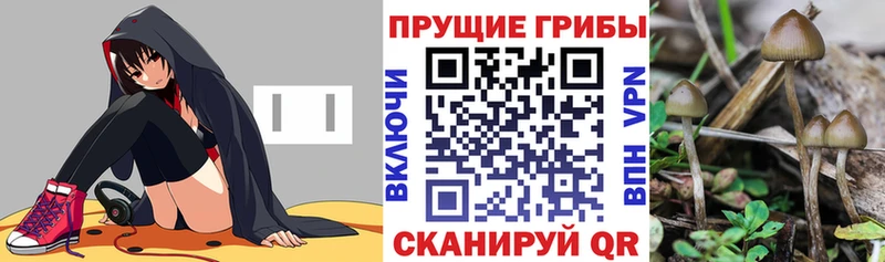 купить  сайты  Приморск  Галлюциногенные грибы мицелий 